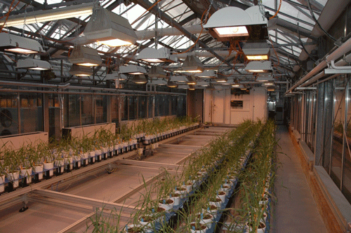 全自動高通量植物3D成像系統——Greenhouse Scanalyzer Systems